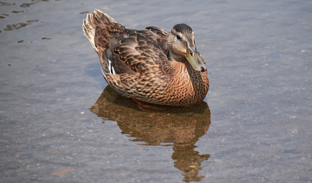 Mallard - Robert Allie