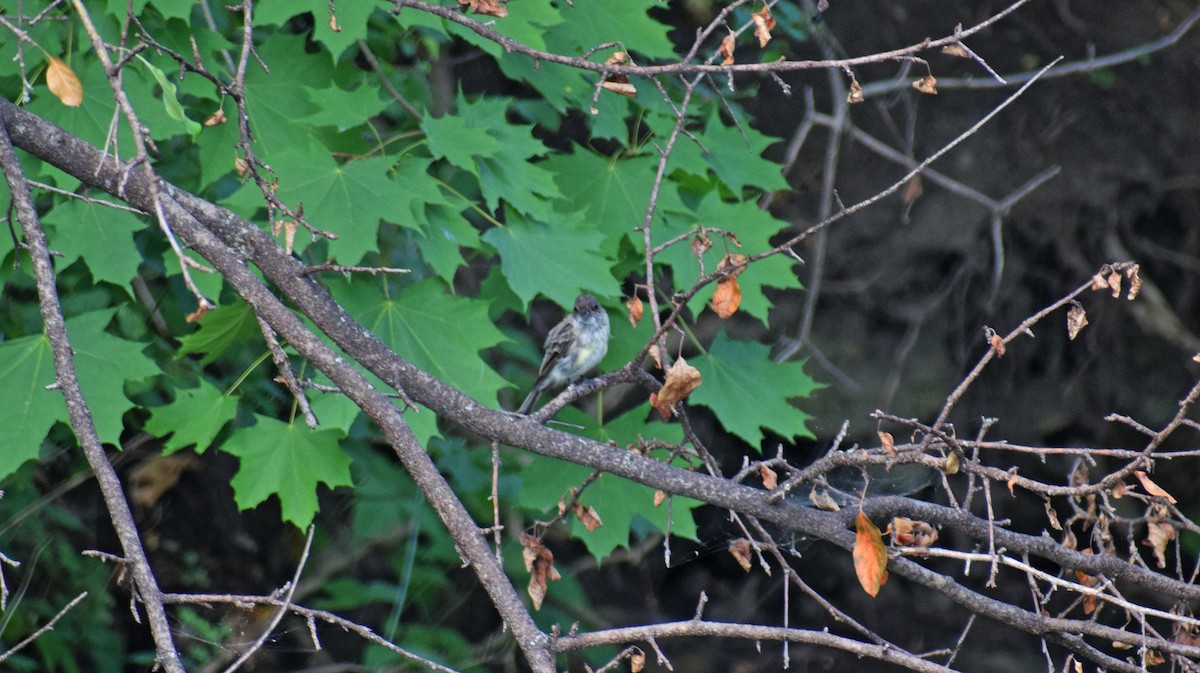 Eastern Phoebe - ML361415021