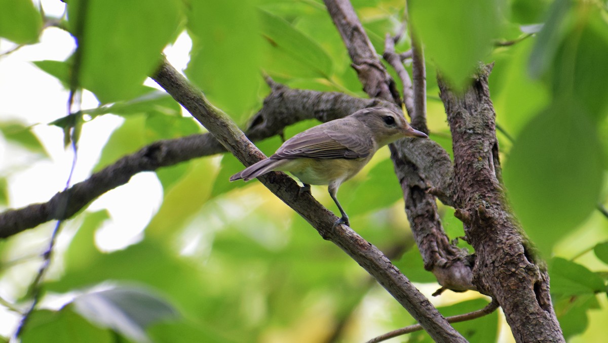 Warbling Vireo - ML361415231