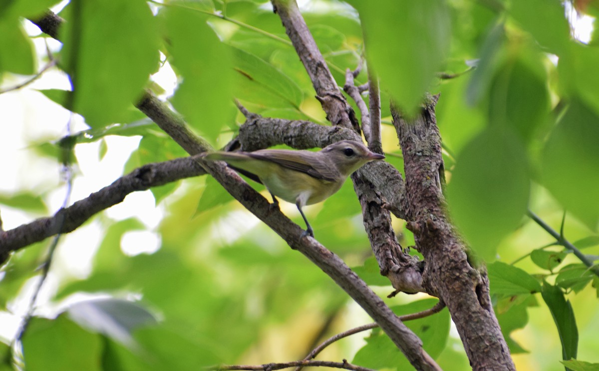 Warbling Vireo - Robert Allie