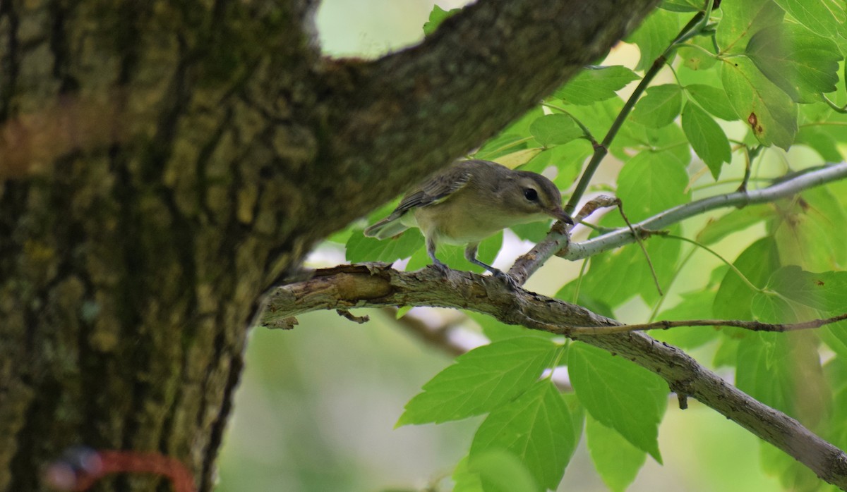 Warbling Vireo - ML361415281