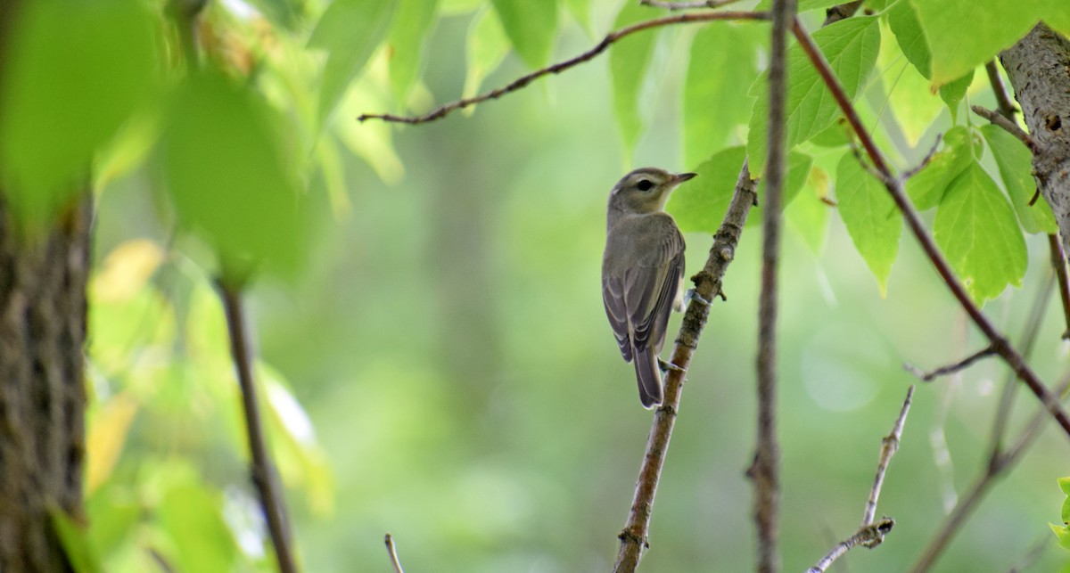 Warbling Vireo - ML361415291