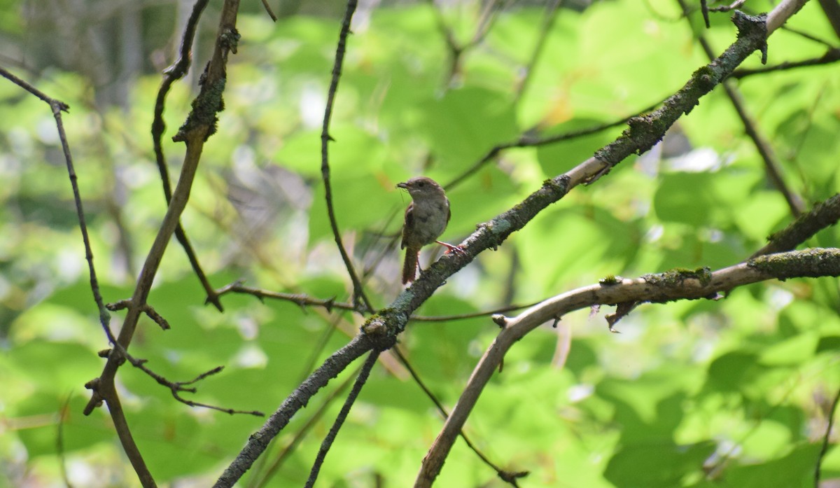 Northern House Wren - ML361415821