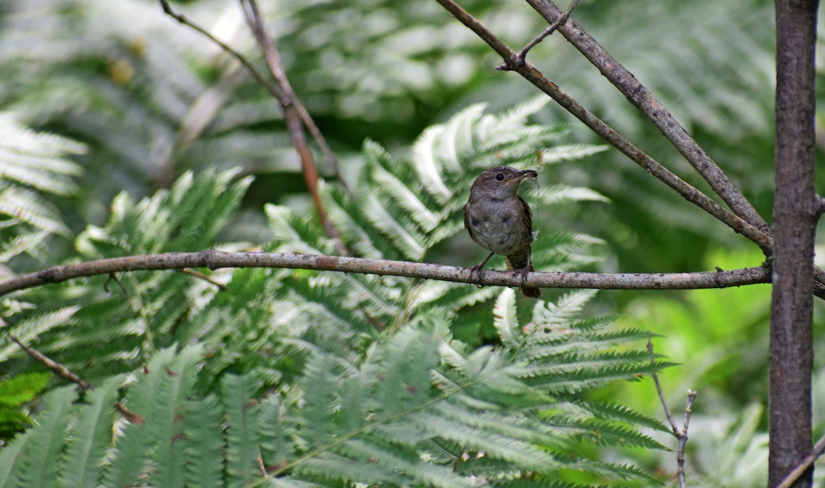 Northern House Wren - ML361415831
