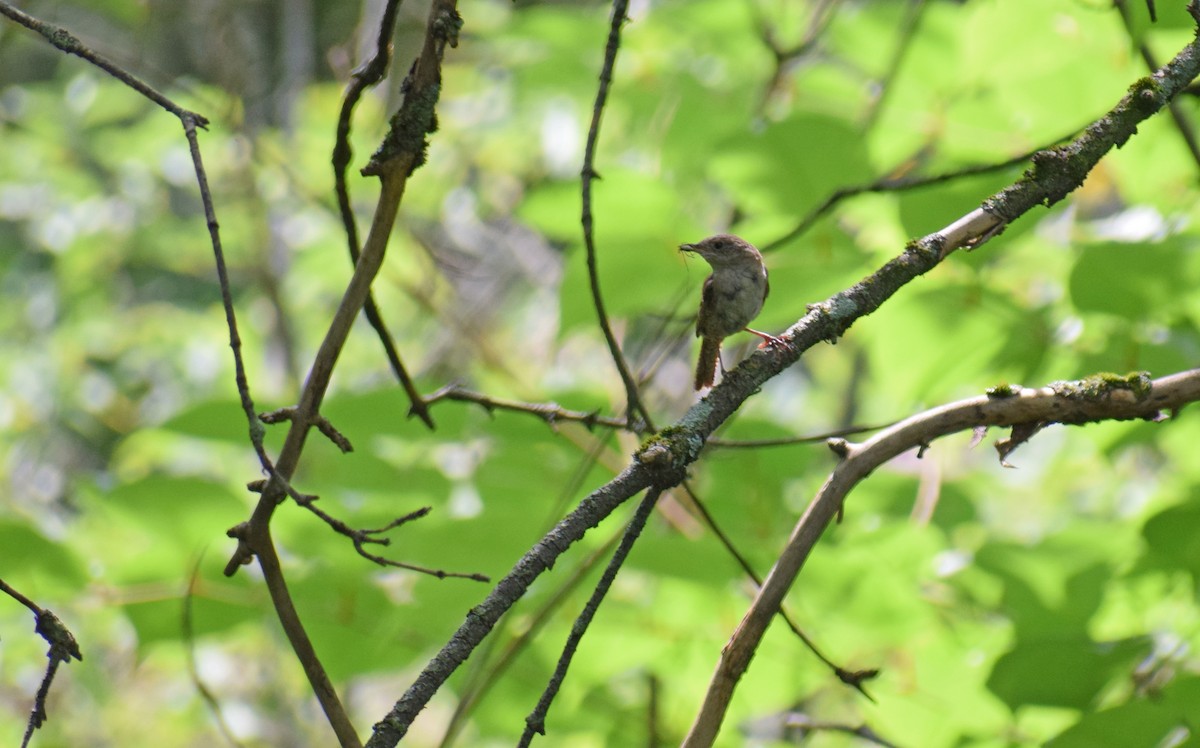 Northern House Wren - ML361415841
