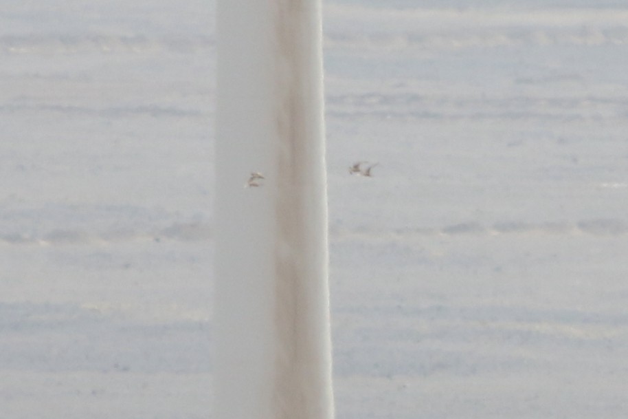 Crowned Sandgrouse - ML361416001