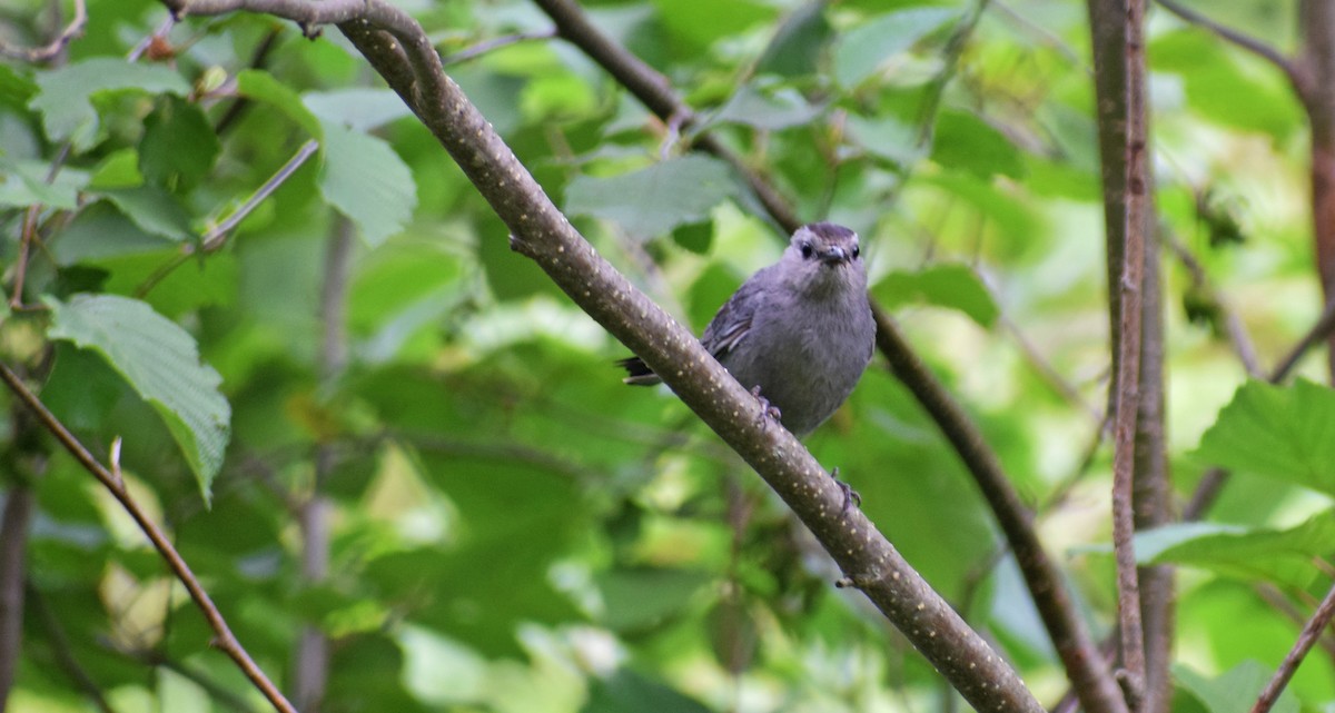 Gray Catbird - ML361416011