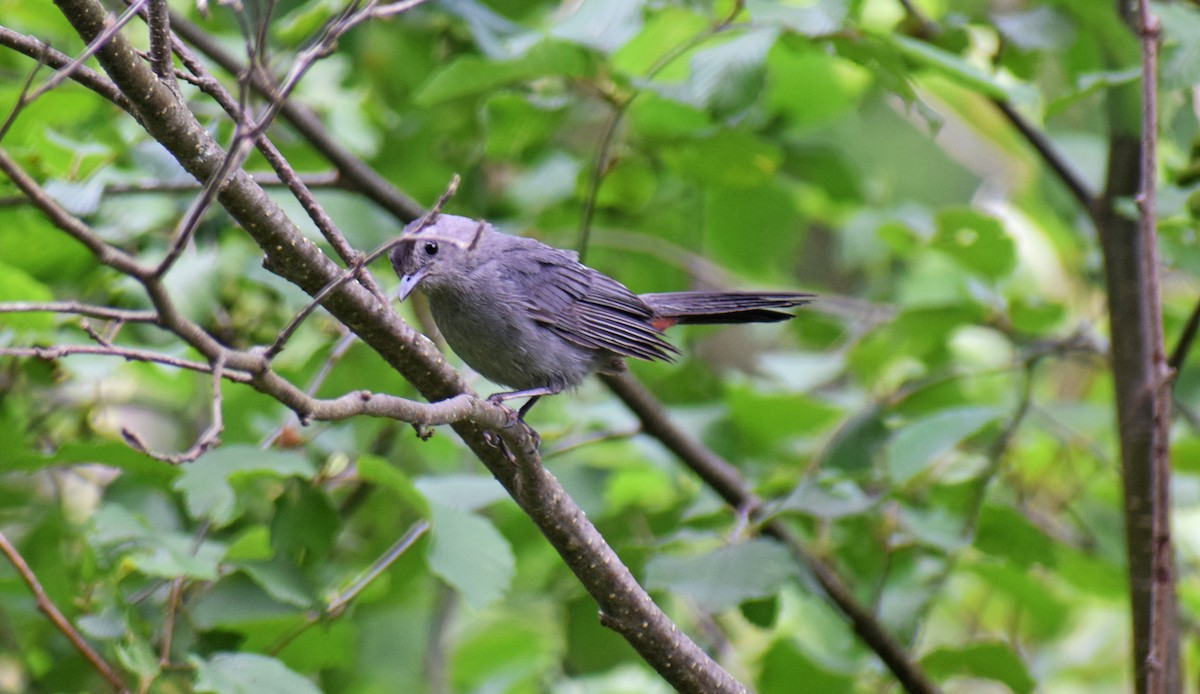 Gray Catbird - ML361416021