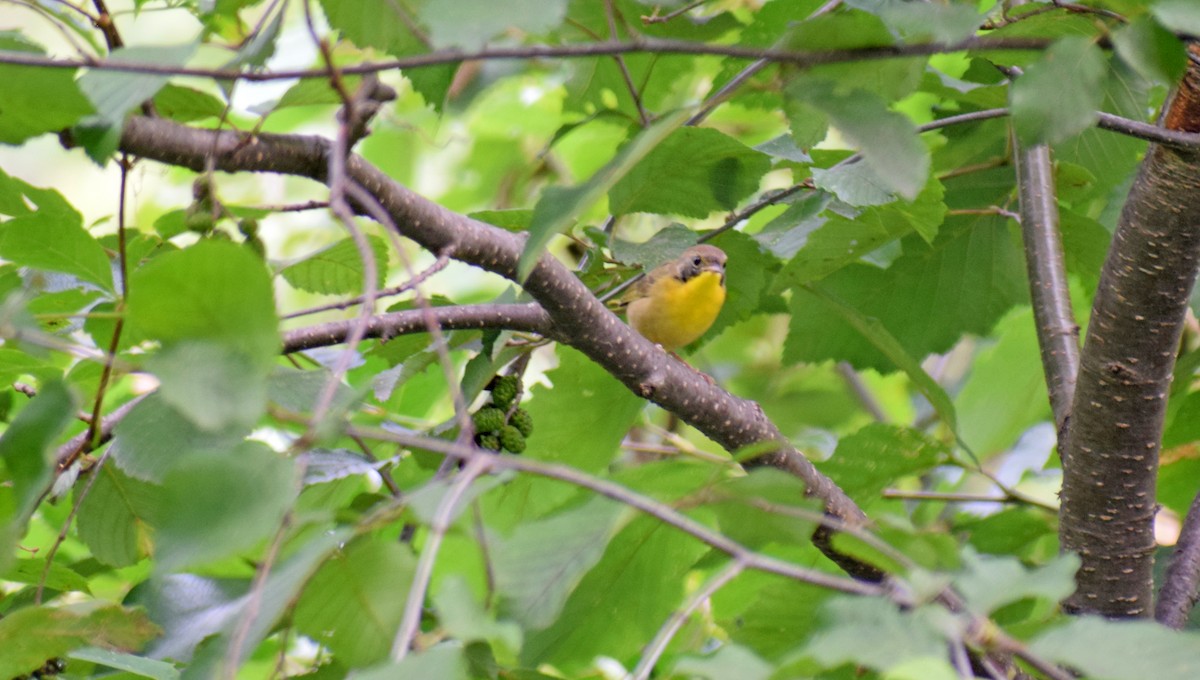 Common Yellowthroat - ML361416261