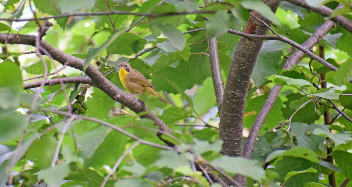 Common Yellowthroat - ML361416271