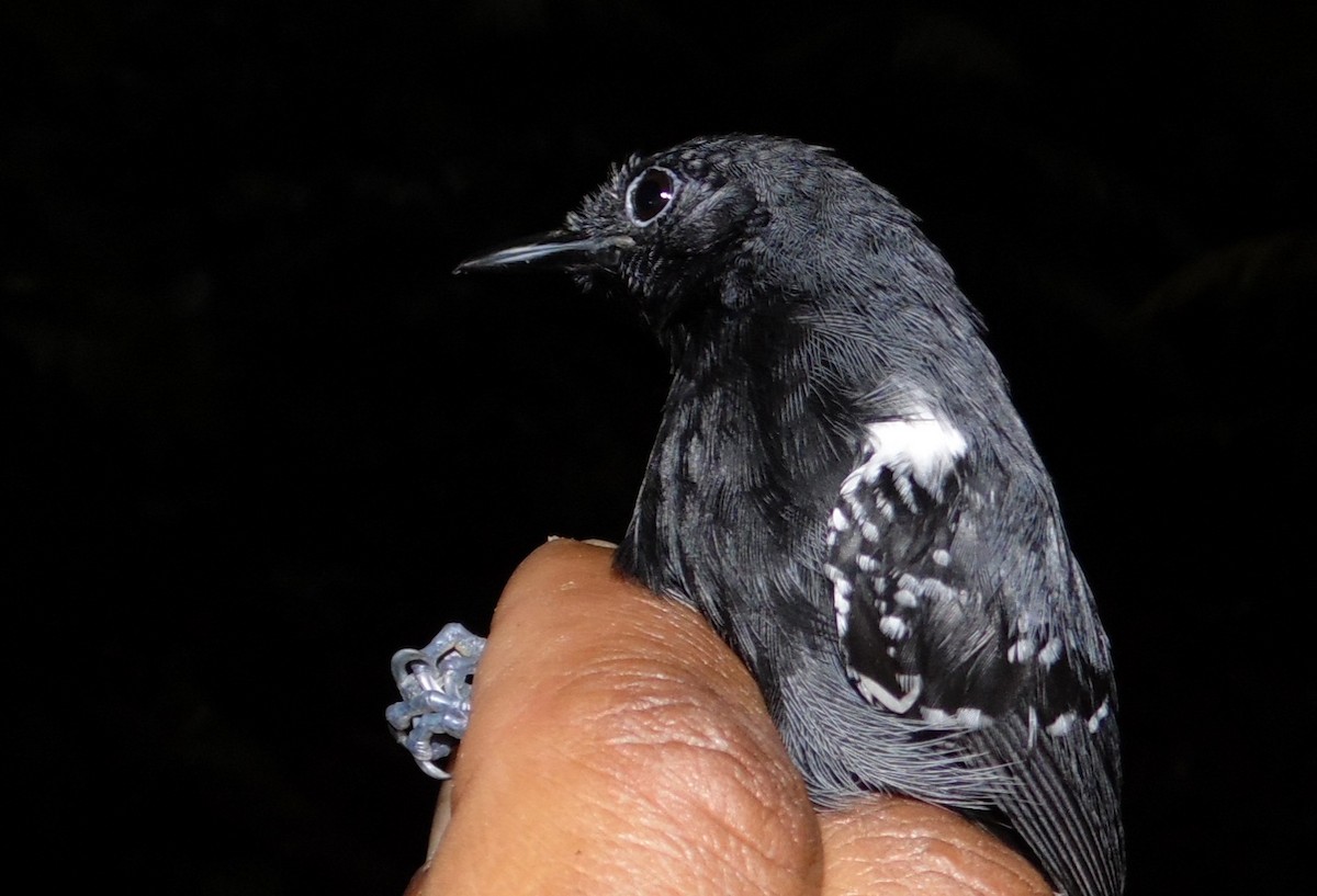 Slaty Antwren - ML36141991