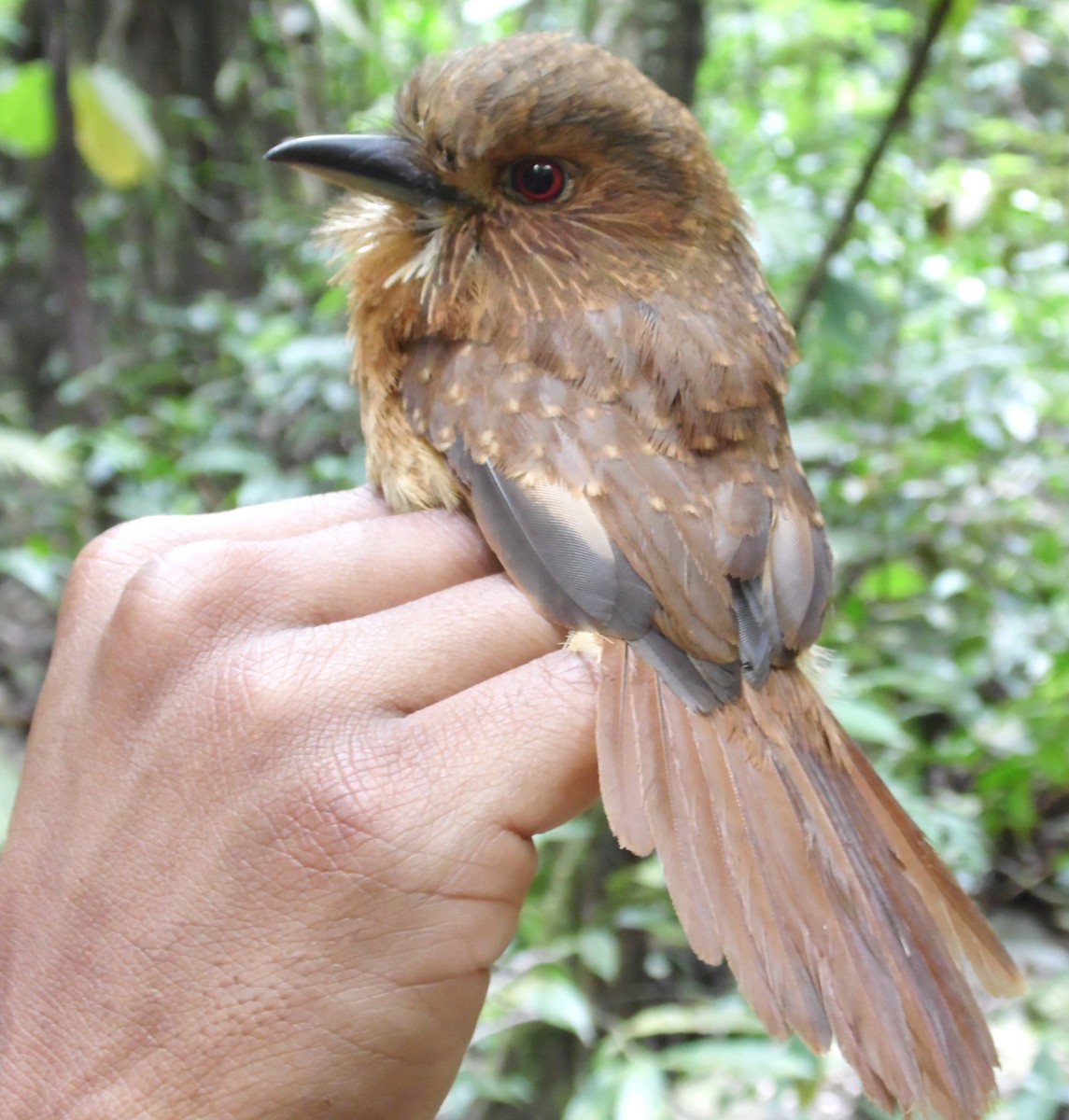 White-whiskered Puffbird - ML36142051