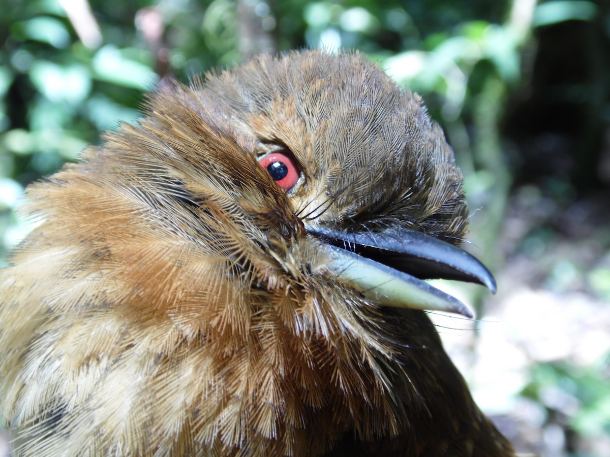 White-whiskered Puffbird - ML36142071