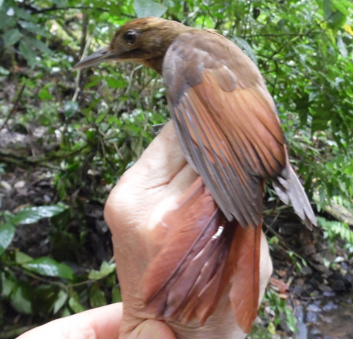 Tawny-winged Woodcreeper - ML36142091
