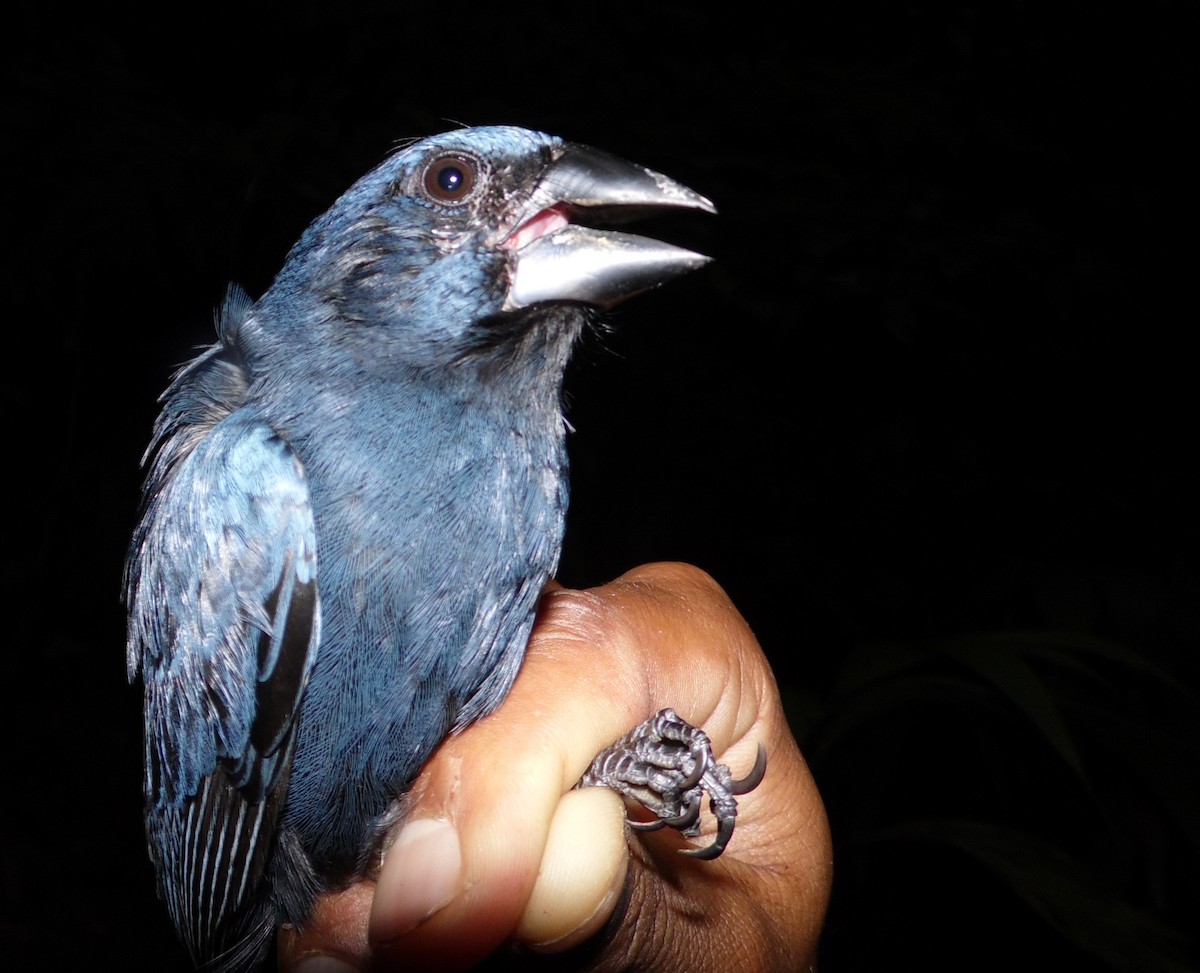Blue-black Grosbeak - ML36142181