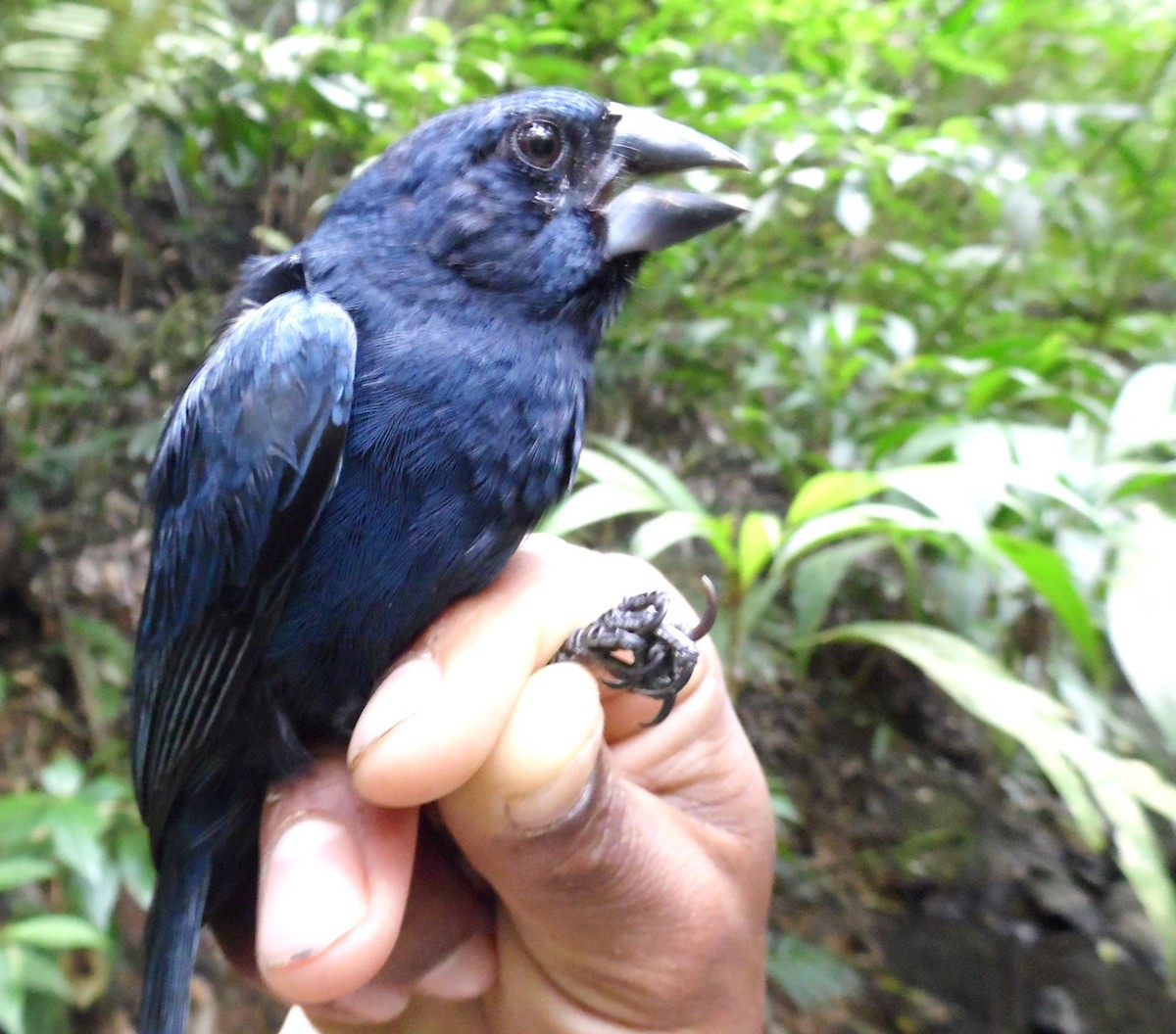 Blue-black Grosbeak - ML36142191
