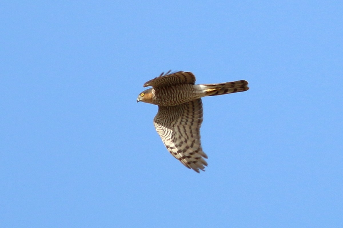 Eurasian Sparrowhawk - Alexandre Hespanhol Leitão