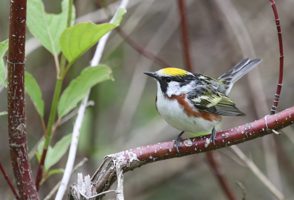 Chestnut-sided Warbler - ML361422411
