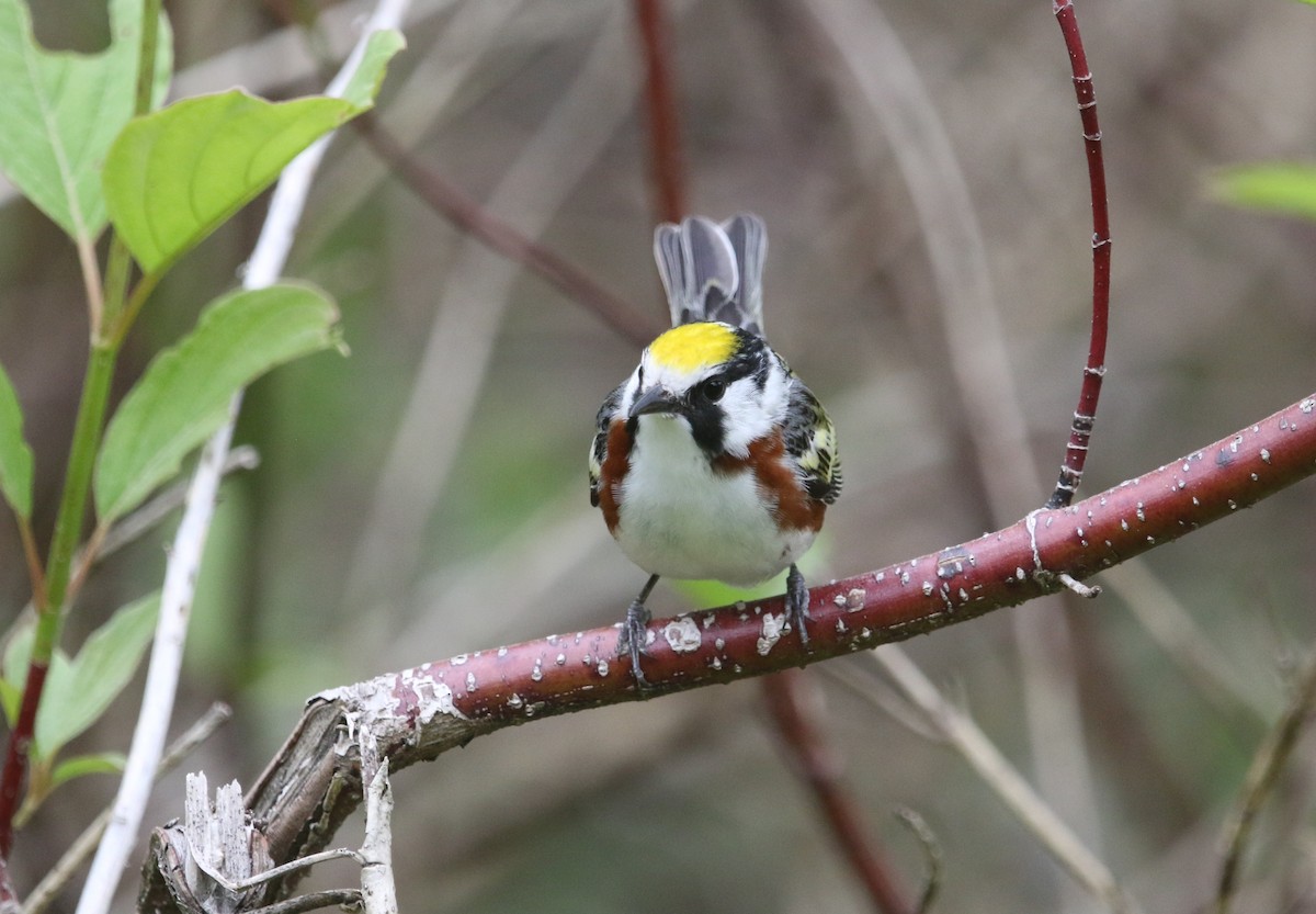 Chestnut-sided Warbler - ML361422451