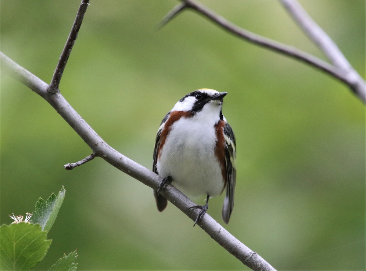 Chestnut-sided Warbler - ML361422461