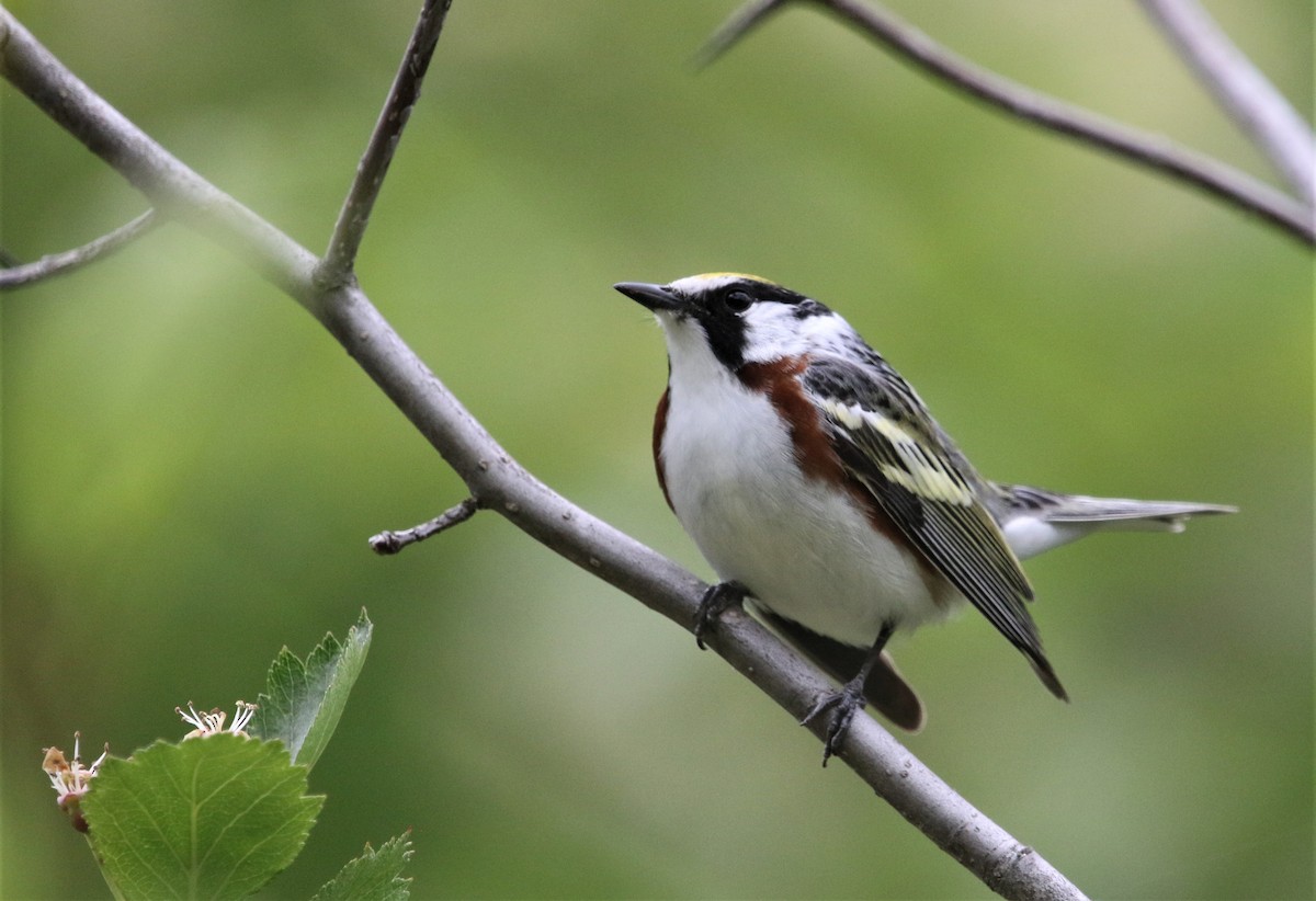 Chestnut-sided Warbler - ML361422561