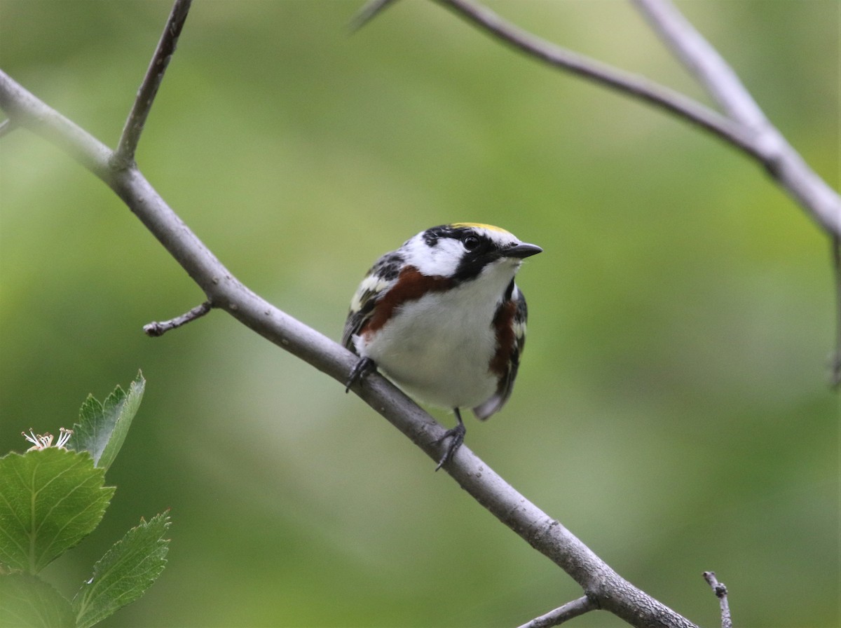 Chestnut-sided Warbler - ML361422581