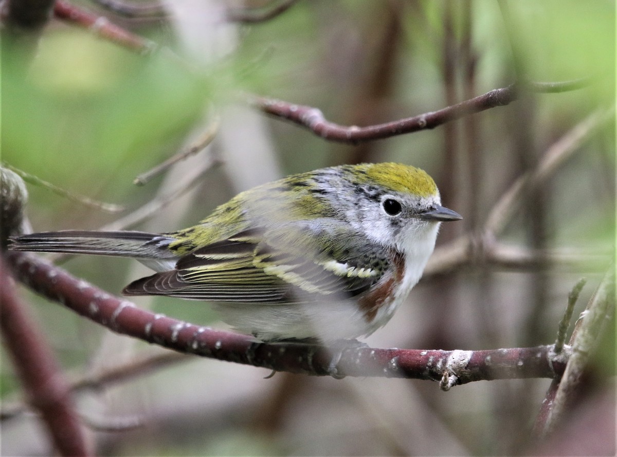 Chestnut-sided Warbler - ML361422591