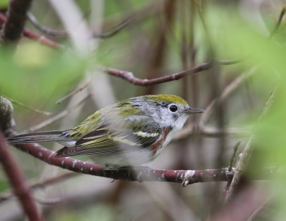 Chestnut-sided Warbler - ML361422601
