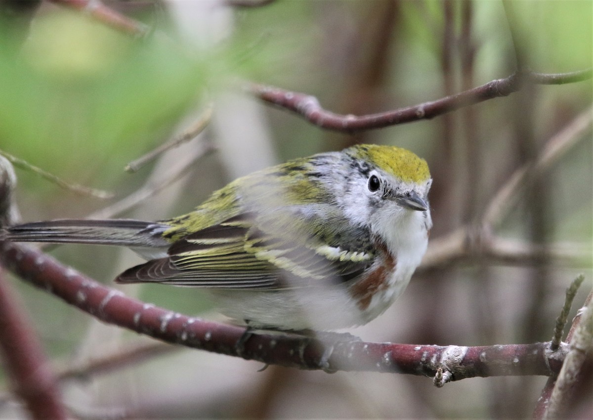 Chestnut-sided Warbler - ML361422611
