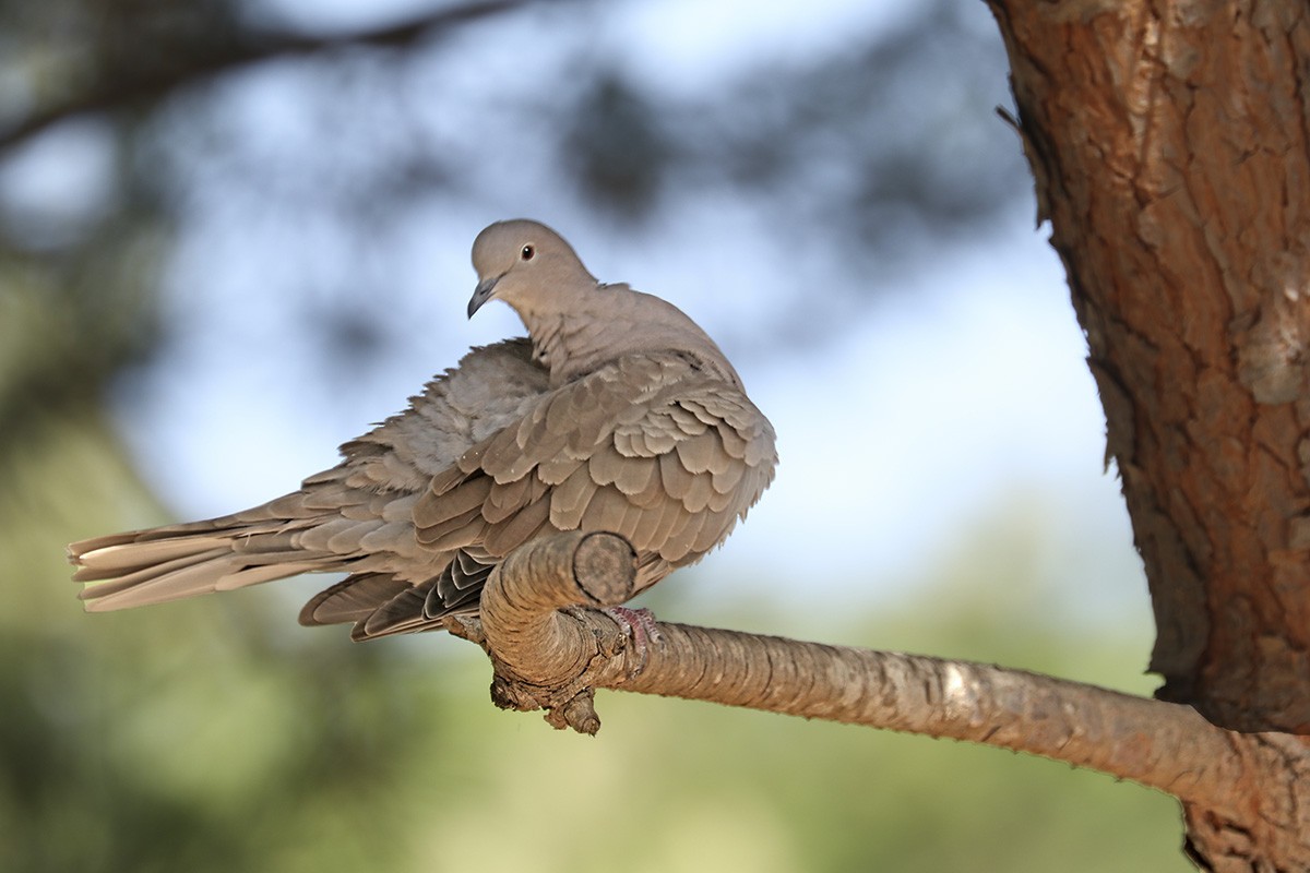 Eurasian Collared-Dove - ML361423071