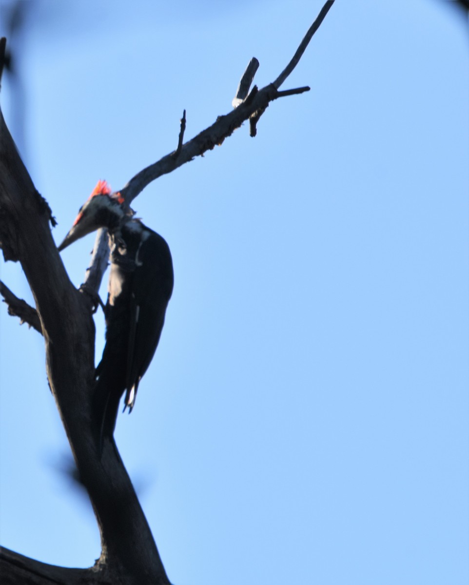 Pileated Woodpecker - Mike Ellery