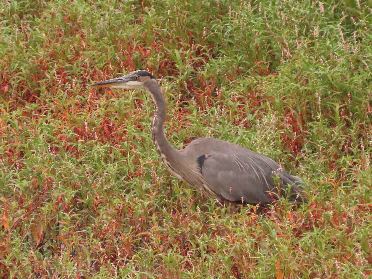 Great Blue Heron - ML361423581