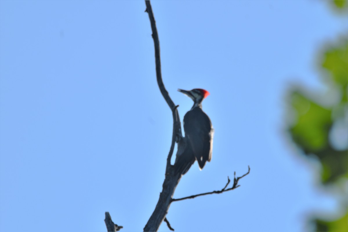 Pileated Woodpecker - Mike Ellery