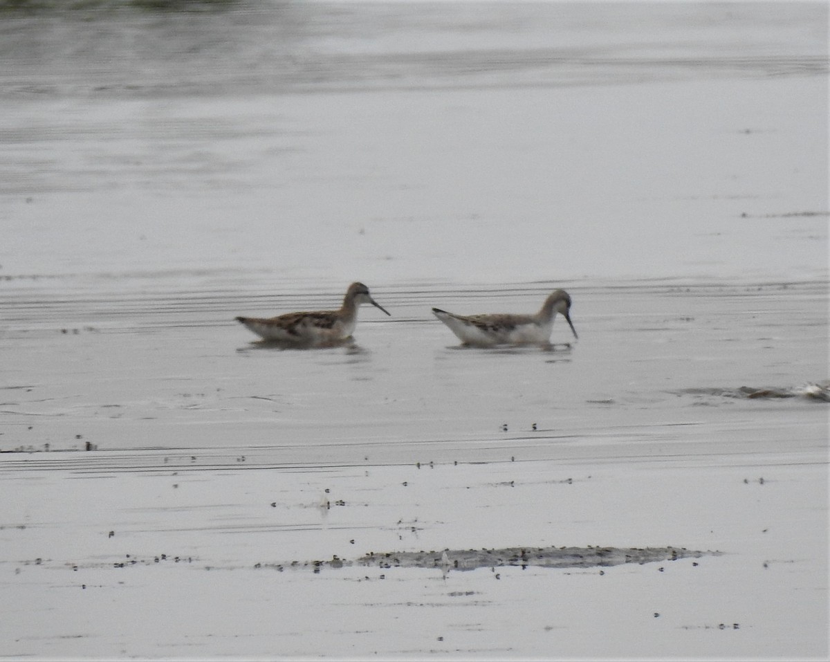 Wilson's Phalarope - ML361424161