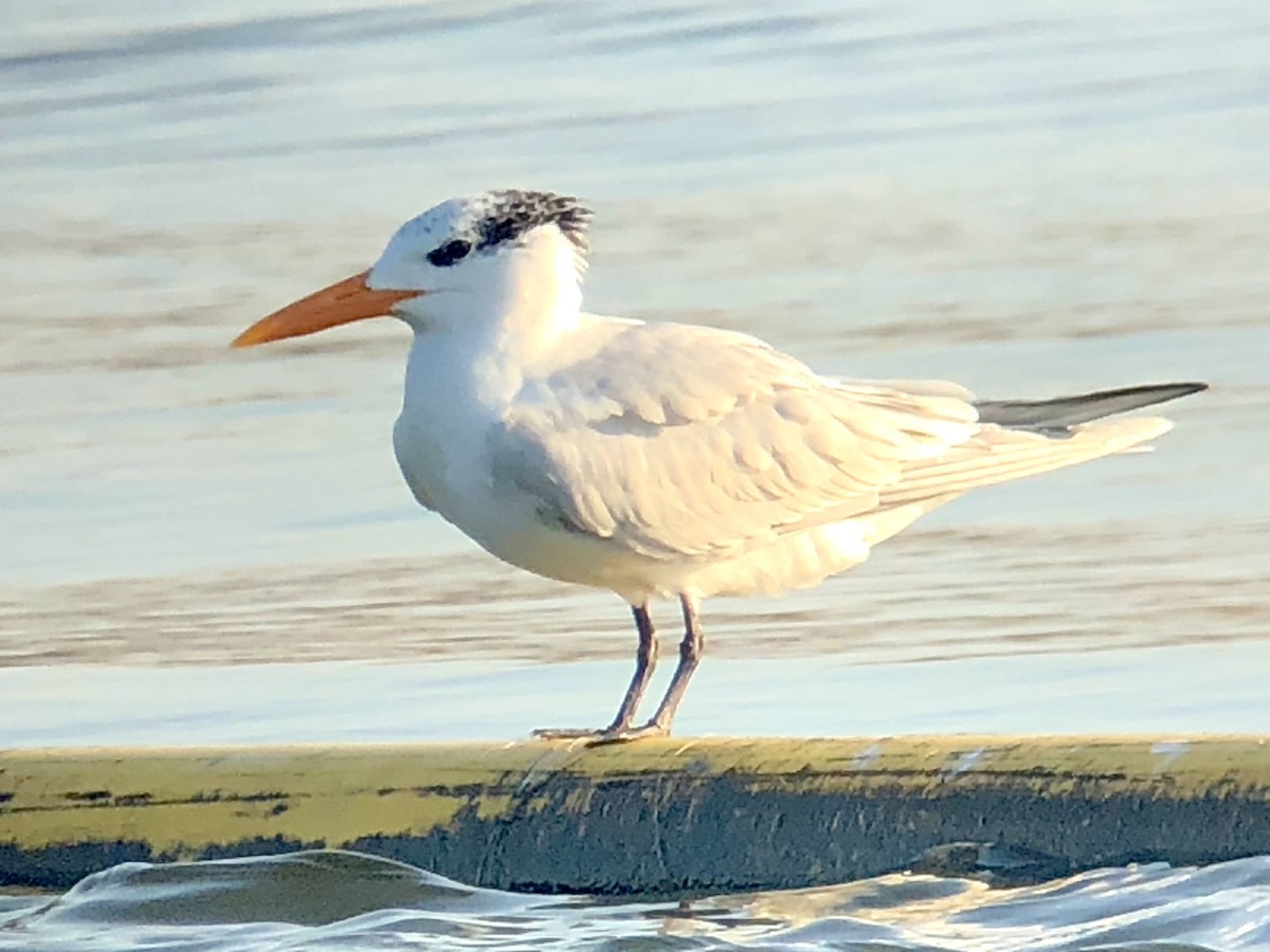 Royal Tern - ML361424681