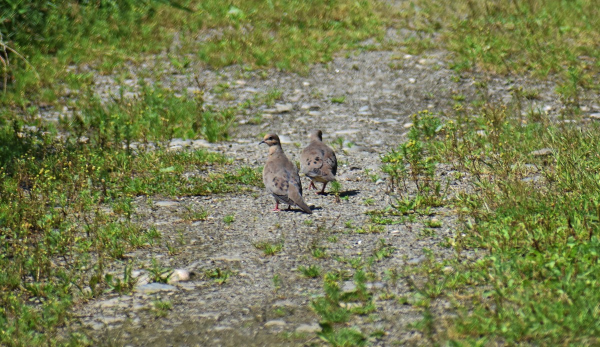 Mourning Dove - ML361426201