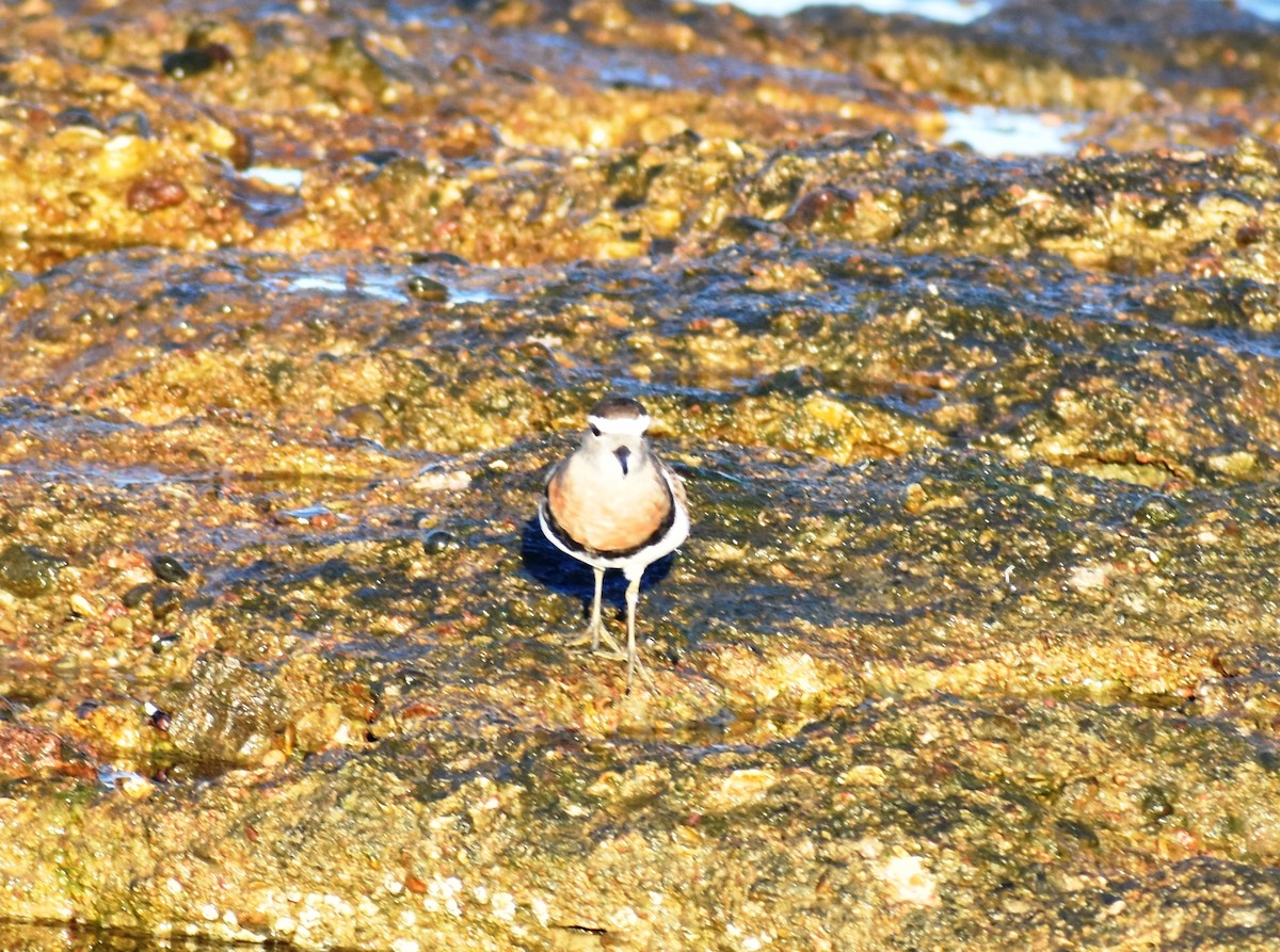 Rufous-chested Dotterel - ML361426211