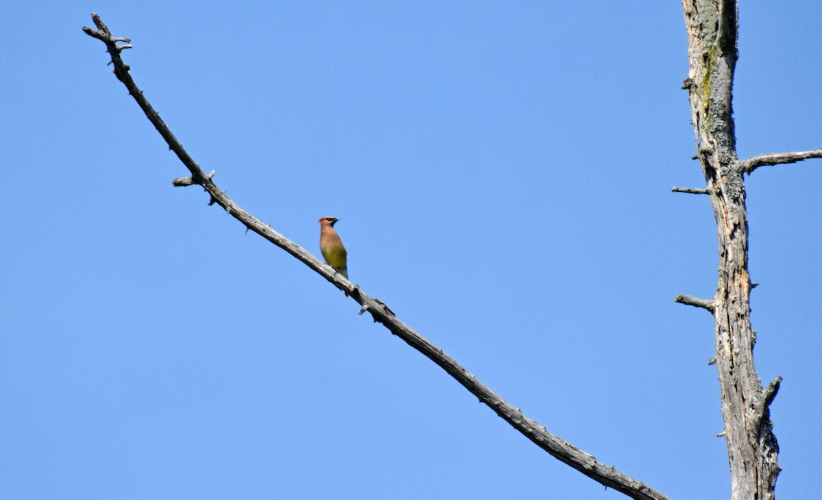 Cedar Waxwing - ML361426301