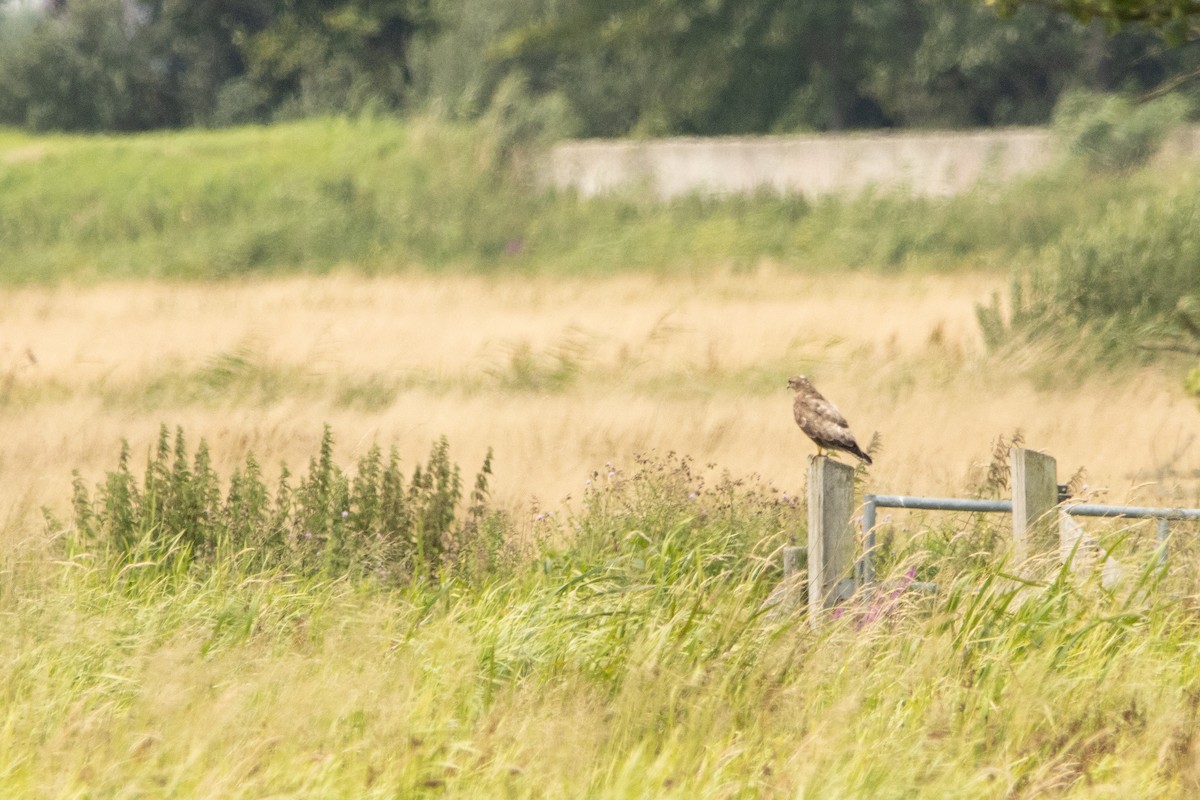 Common Buzzard - ML361428101