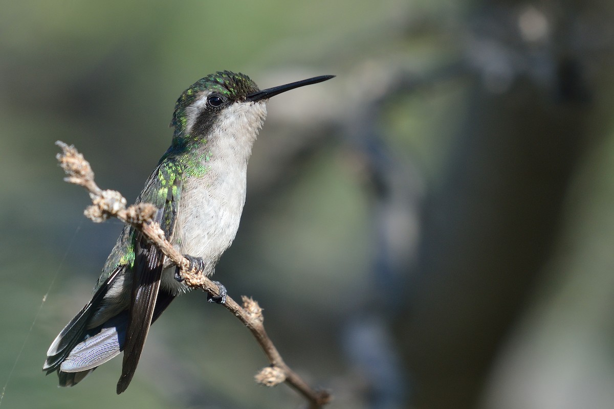 Blue-tailed Emerald - Michiel Oversteegen