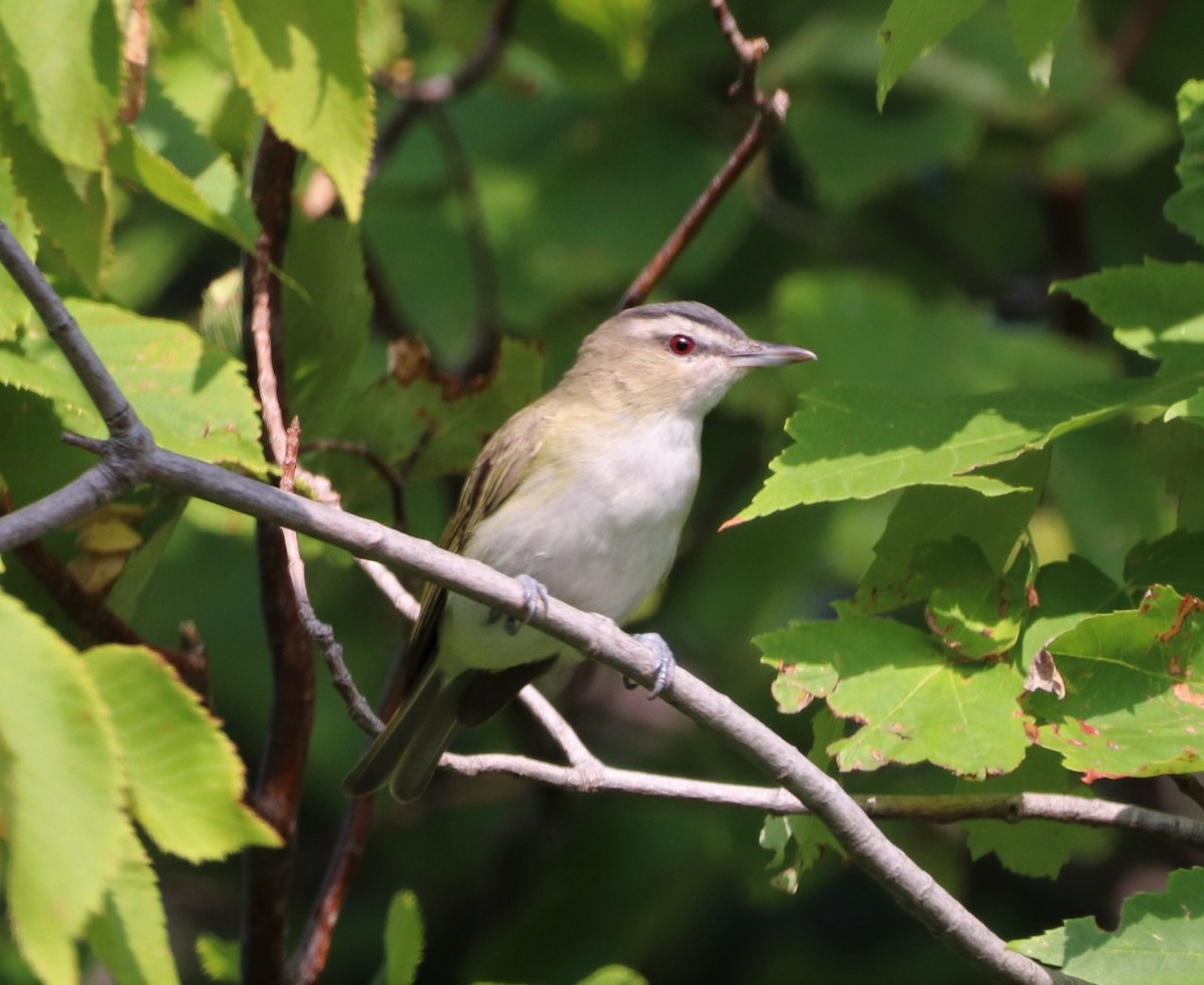 rødøyevireo - ML361432231