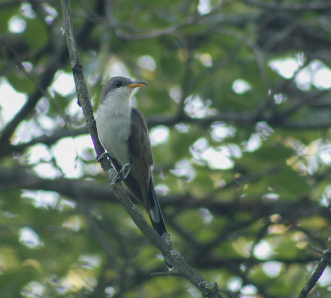Yellow-billed Cuckoo - ML361433351