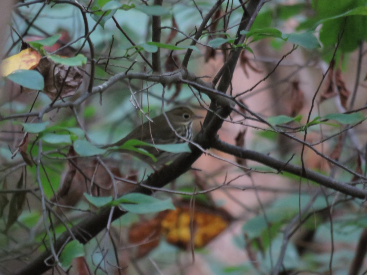 Ovenbird - Paul Buckley