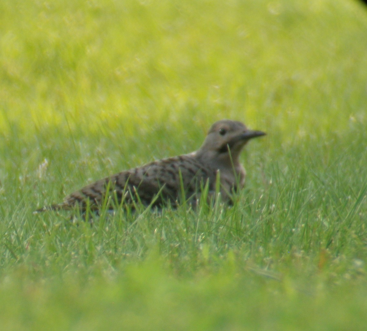 Northern Flicker - Malcolm Oosting-Sineath