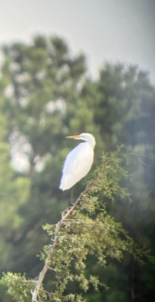 ダイサギ - ML361434921