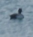 Lesser Scaup - ML361435771