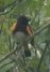 American Redstart - ML361436371