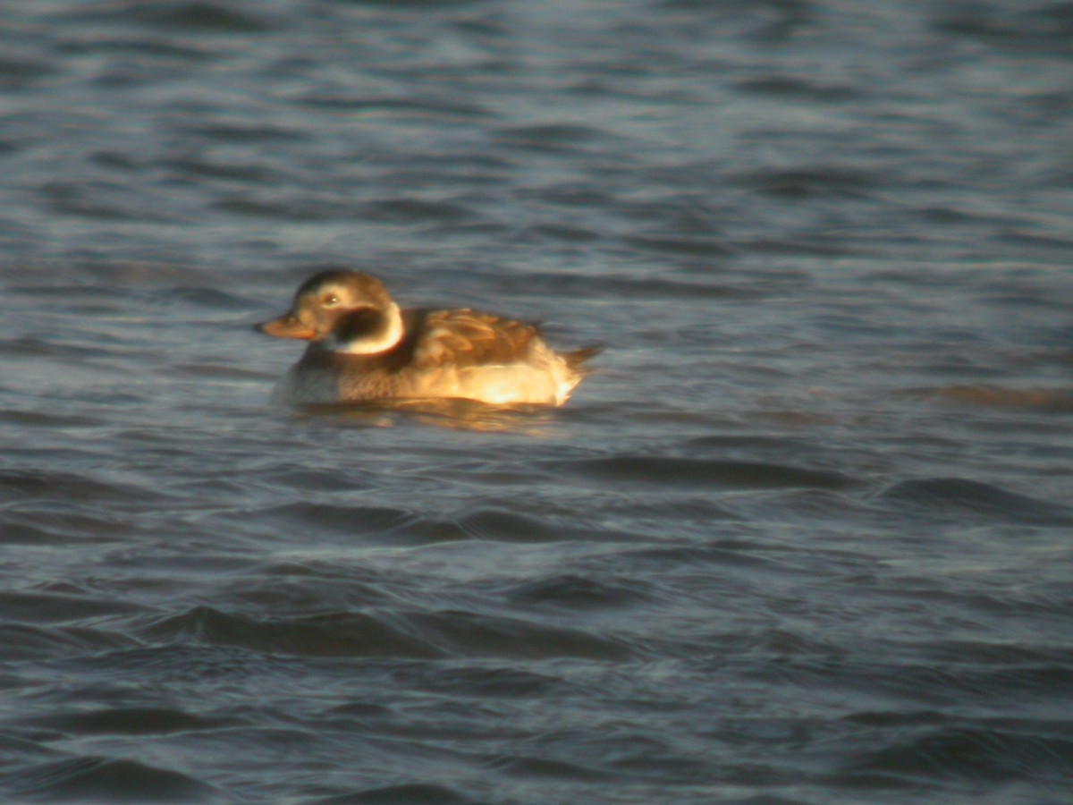 Long-tailed Duck - ML361436411