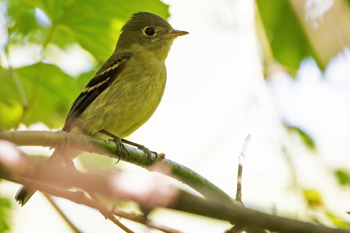 Yellow-bellied Flycatcher - Lev Frid