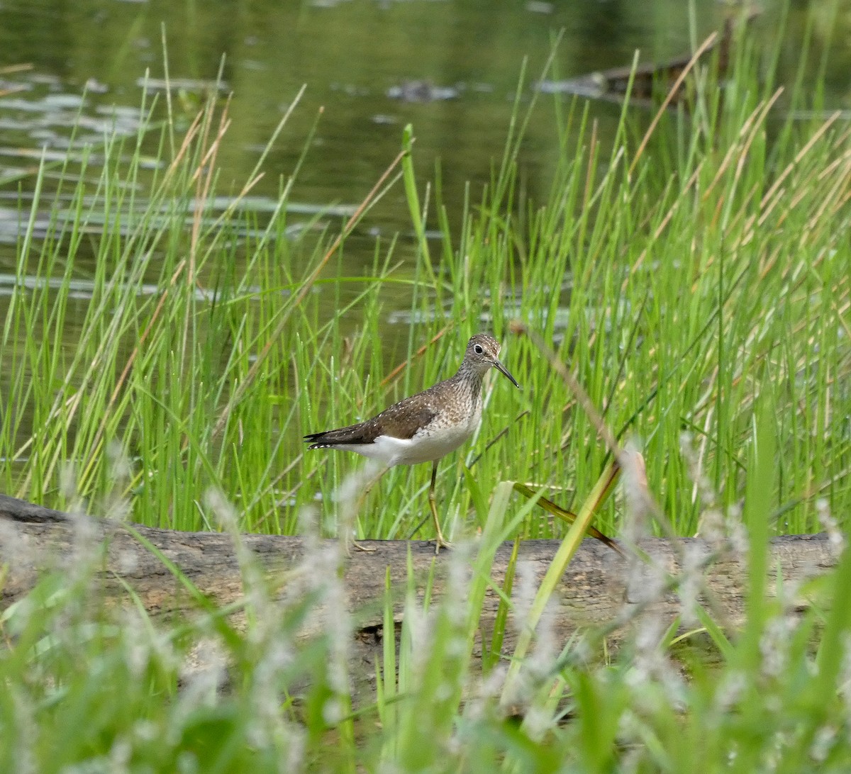 Solitary Sandpiper - ML361438331